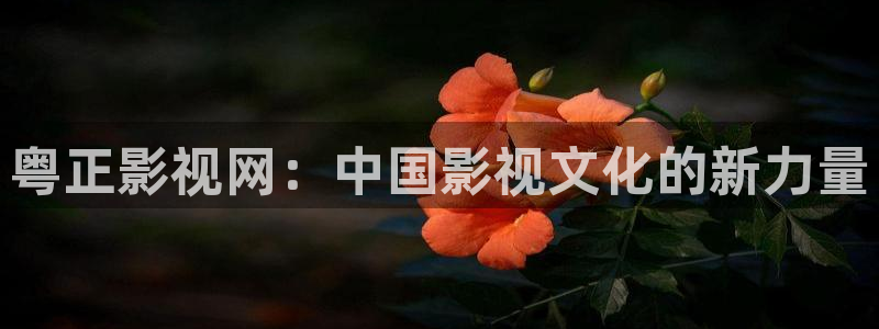木瓜影视app：粤正影视网：中国影视文化的新力量
